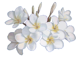 Animated Flowers Pictures, Images and Photos