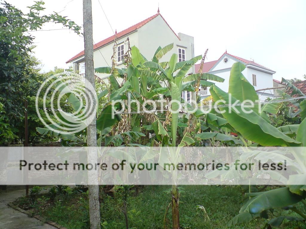 topic về những hình ảnh chụp bằng điện thoại di động - 2