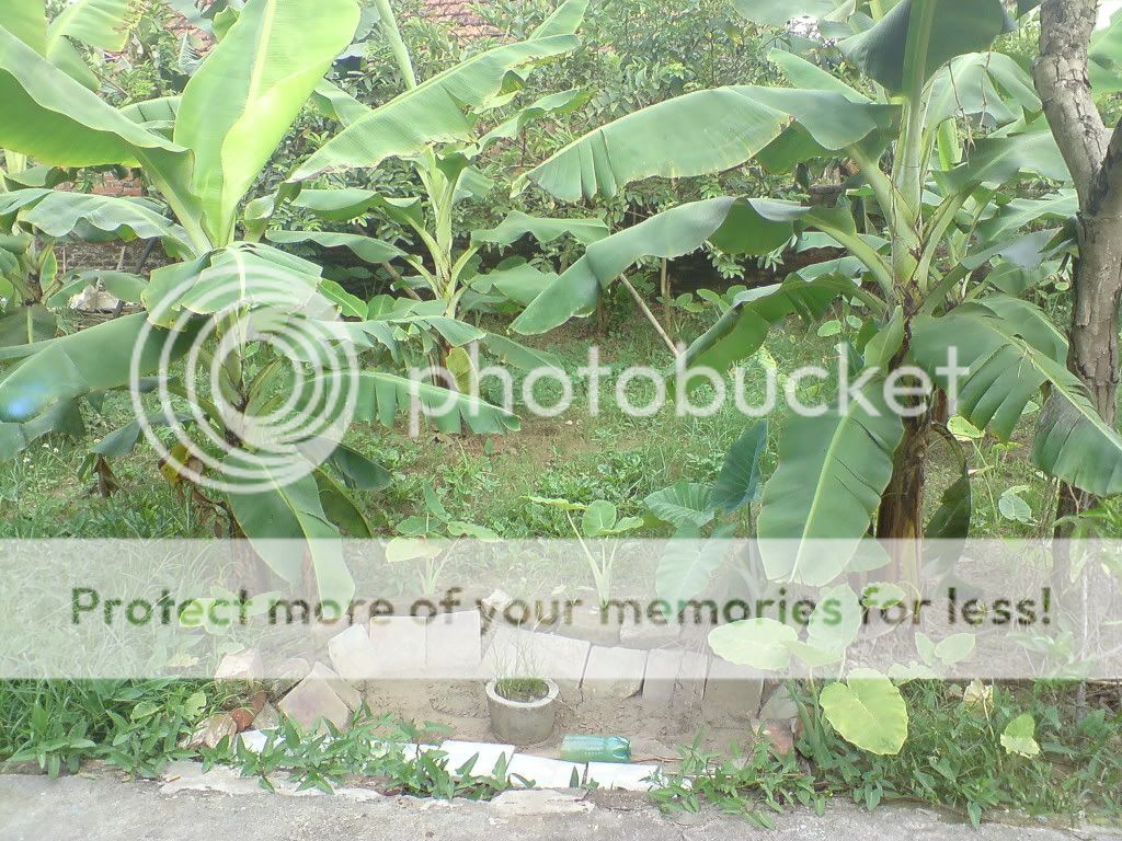 topic về những hình ảnh chụp bằng điện thoại di động - 3