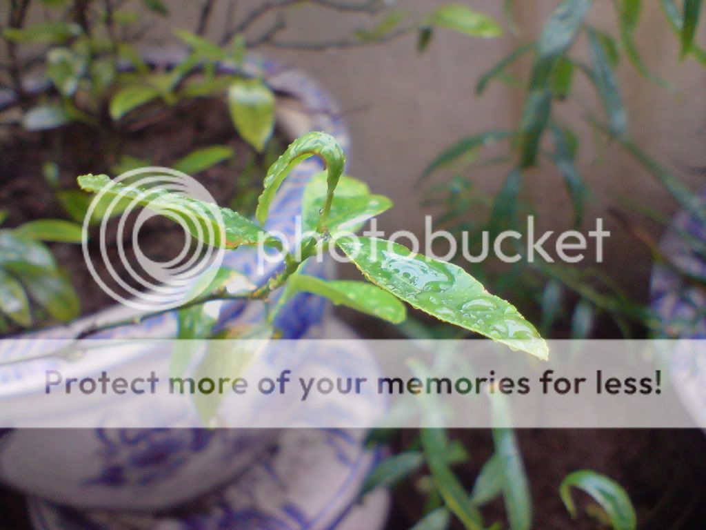 topic về những hình ảnh chụp bằng điện thoại di động