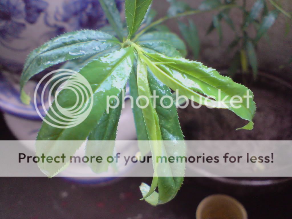 topic về những hình ảnh chụp bằng điện thoại di động - 1