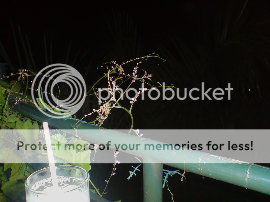 topic về những hình ảnh chụp bằng điện thoại di động - 9