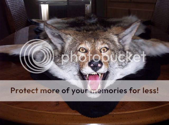 coyotefacemount.jpg