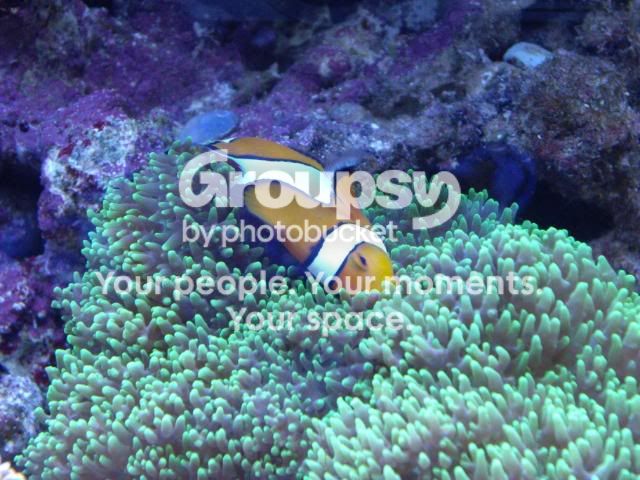 [TodoMarino.com] Amphiprion ocellaris en cama de latex