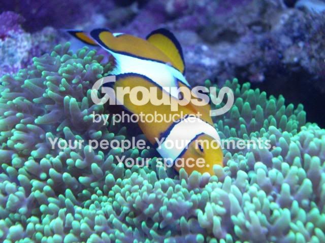 [TodoMarino.com] Amphiprion ocellaris en cama de latex