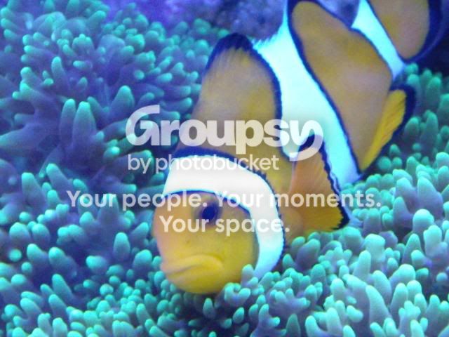 [TodoMarino.com] Amphiprion ocellaris en cama de latex