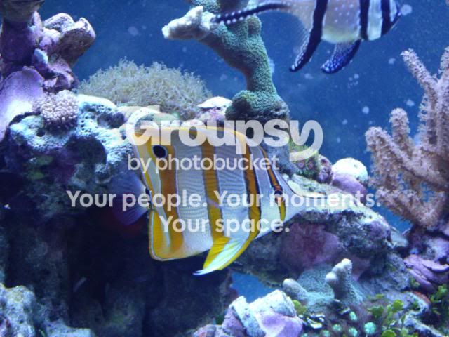 [TodoMarino.com] mi acuario