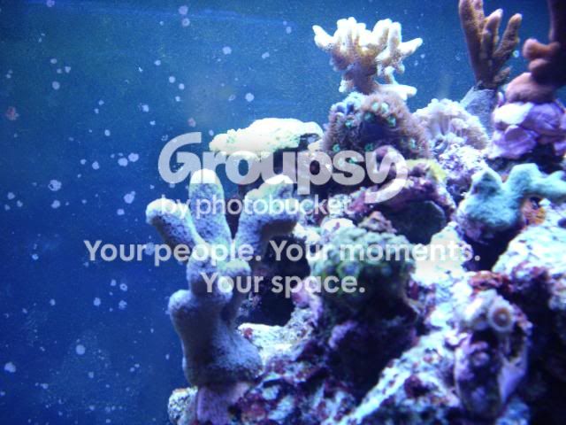 [TodoMarino.com] mi acuario