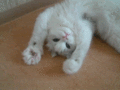 Paws